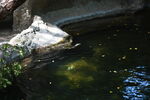 DSC_6933.JPG